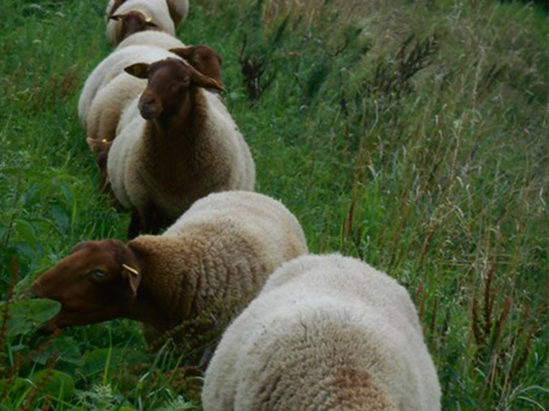 Plantations de végétaux